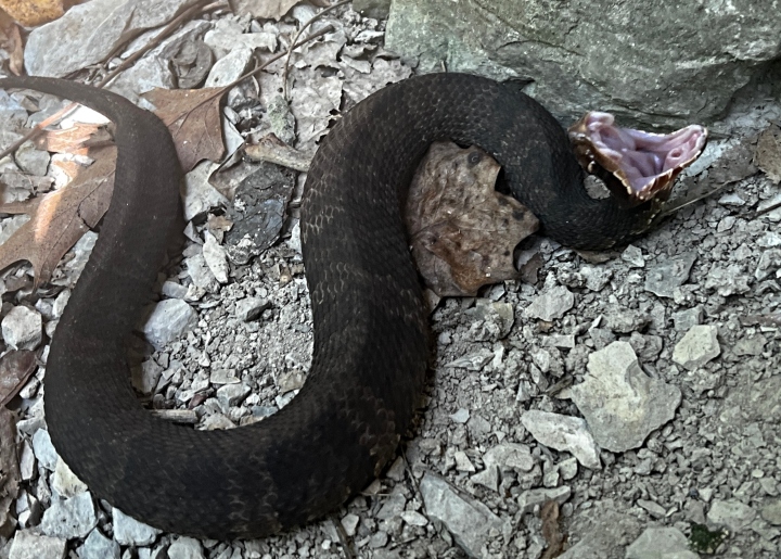Cottonmouth